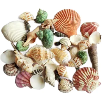 Aqumotic 500 g kućica morskog Unija Mix Prirodne Morske Školjke Umivaonik odbojka na Dekor Obrt Diy Morski Stil Akvarij Nakit Od Školjaka